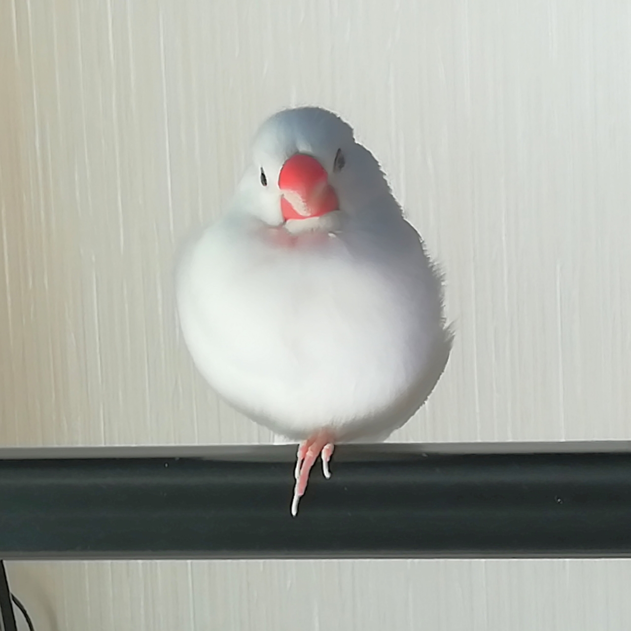 お気に入りの場所でくつろぐ文鳥 白文鳥のぴーちゃんの記録
