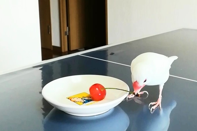 今年も文鳥にさくらんぼをあげてみました : 白文鳥のぴーちゃんの記録