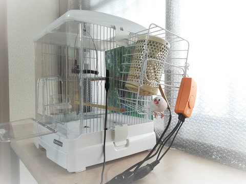 文鳥　ヒナ　ヒートランプ＋ミニマルサーモ＋ゲージ 買って良かった文鳥用のヒーター : 白文鳥のぴーちゃんの記録
