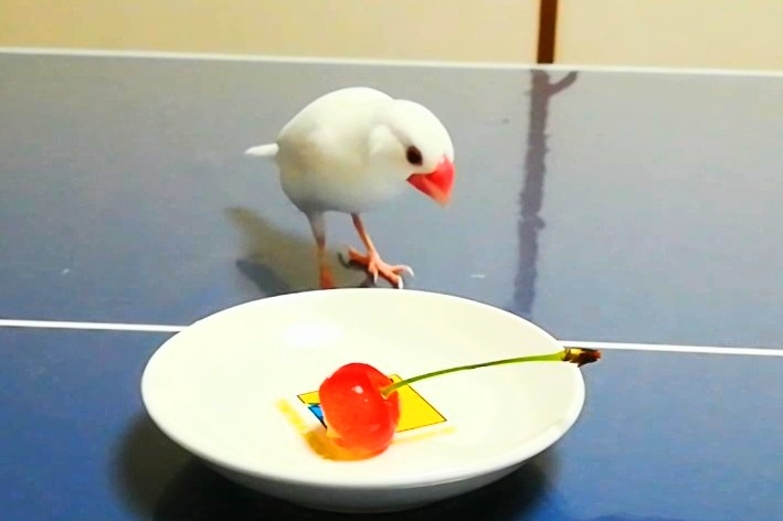 今年も文鳥にさくらんぼをあげてみました : 白文鳥のぴーちゃんの記録