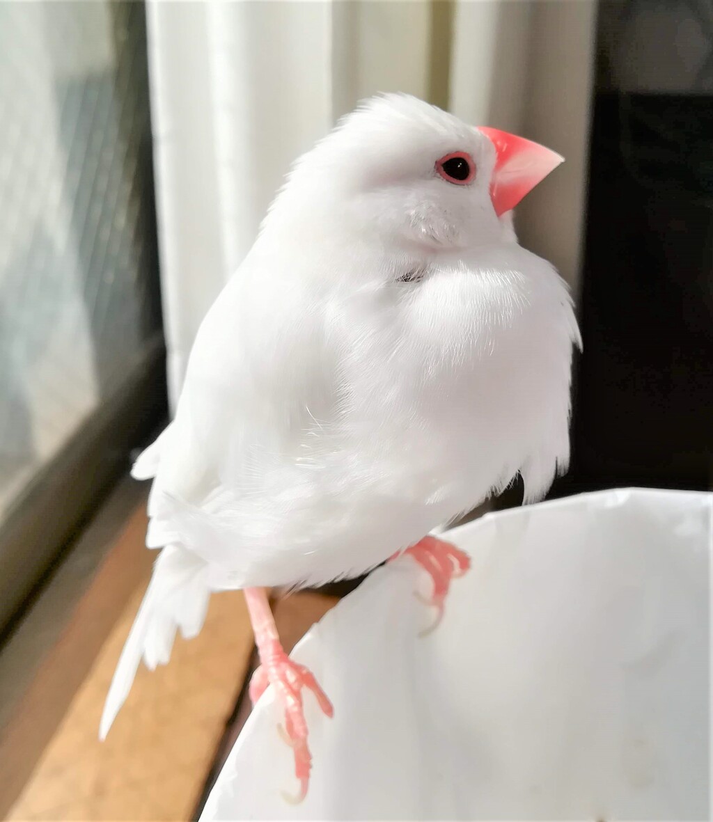 文鳥のアイリングの色の変化 白文鳥のぴーちゃんの記録