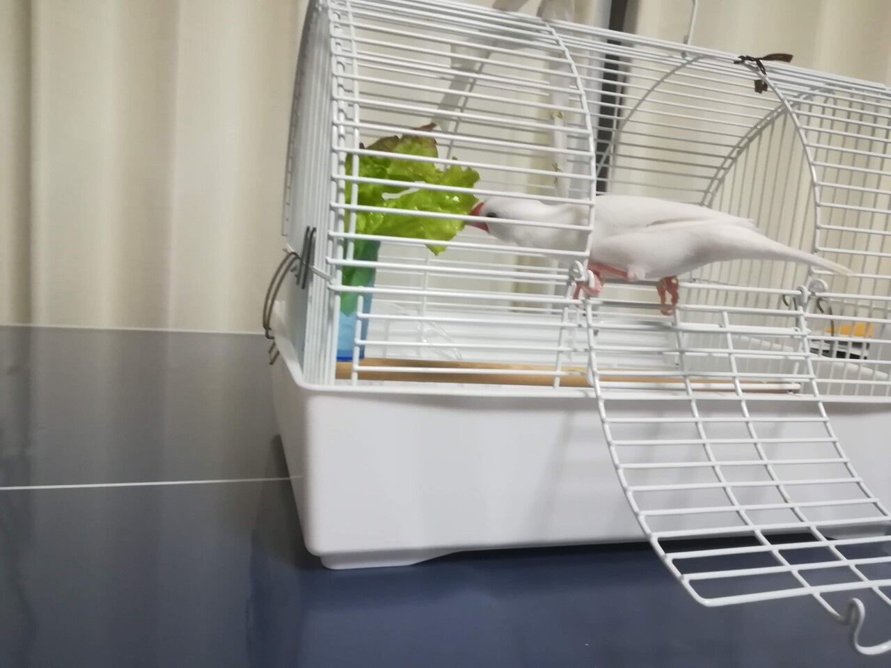 文鳥にレタスをあげてみました : 白文鳥のぴーちゃんの記録