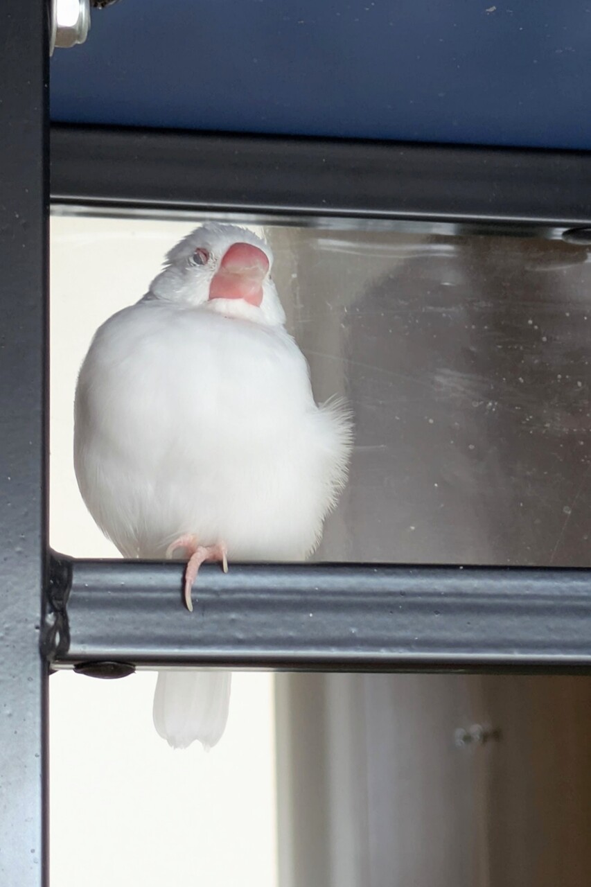 日に日に綺麗になる文鳥 : 白文鳥のぴーちゃんの記録