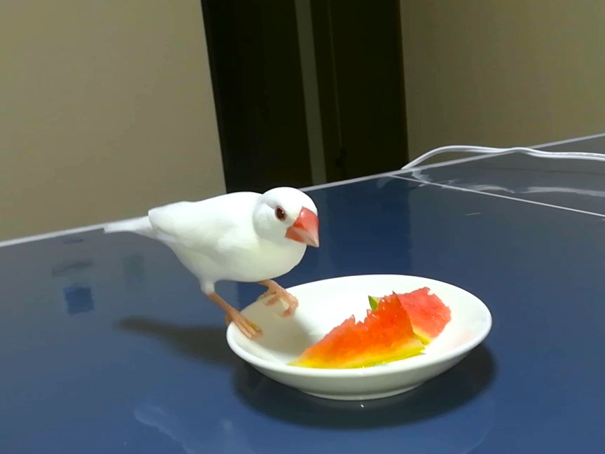 今年も文鳥にスイカをあげました : 白文鳥のぴーちゃんの記録