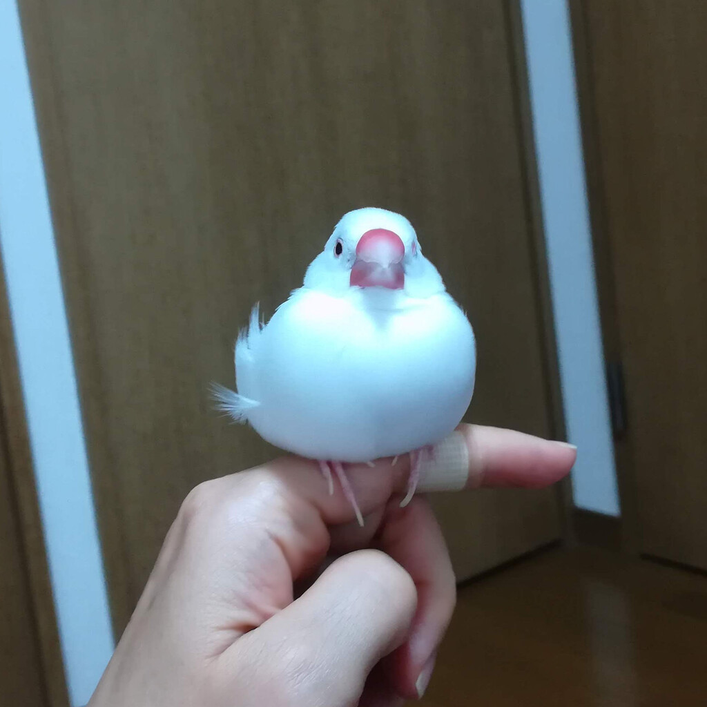 片目を瞑って眠る文鳥 白文鳥のぴーちゃんの記録 片目を瞑って眠る文鳥 白文鳥のぴーちゃんの記録