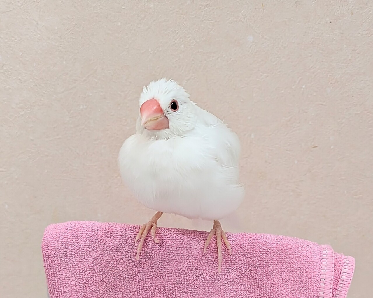 日に日に綺麗になる文鳥 : 白文鳥のぴーちゃんの記録