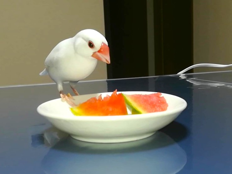 今年も文鳥にスイカをあげました : 白文鳥のぴーちゃんの記録