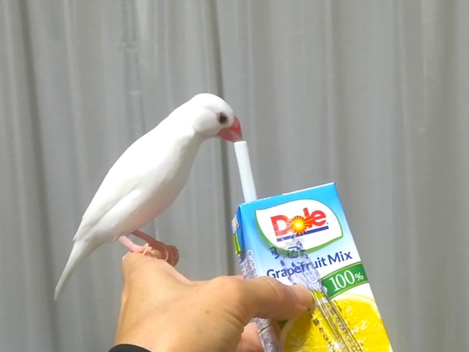 ジュースを見ると飛んでくる文鳥 : 白文鳥のぴーちゃんの記録