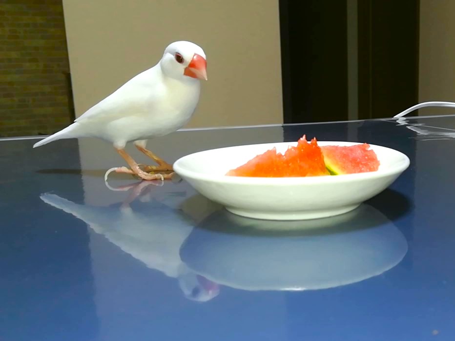 今年も文鳥にスイカをあげました : 白文鳥のぴーちゃんの記録
