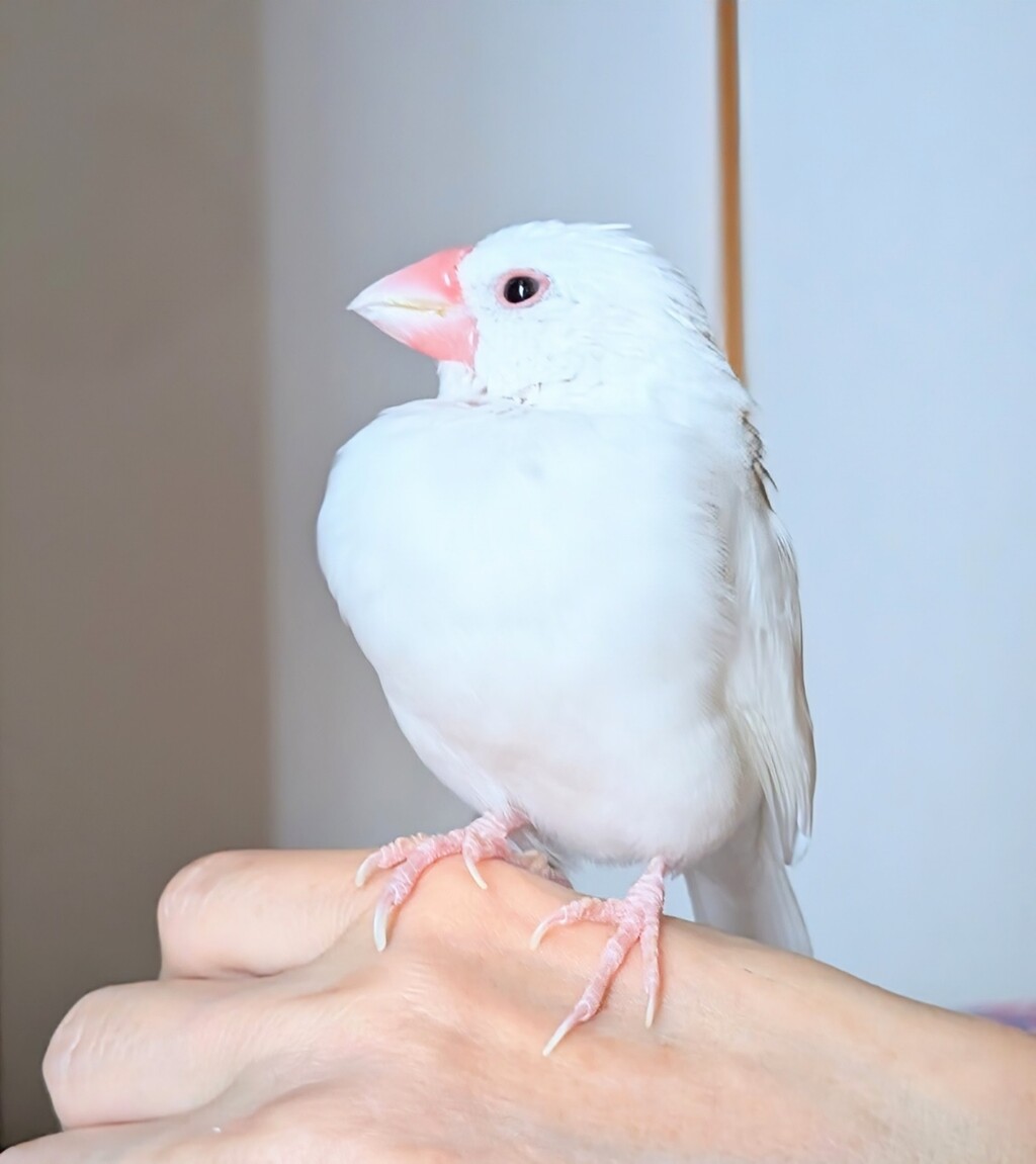 日に日に綺麗になる文鳥 : 白文鳥のぴーちゃんの記録