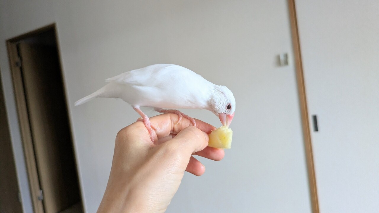 飼い主のりんごを横取りする文鳥 : 白文鳥のぴーちゃんの記録
