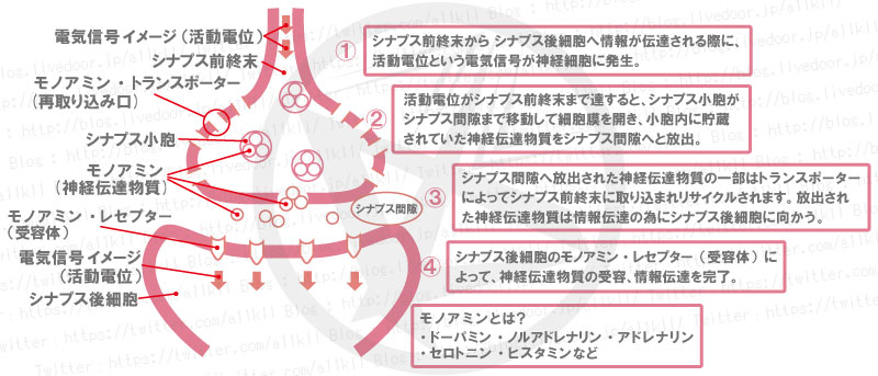 シナプス ・イメージ図