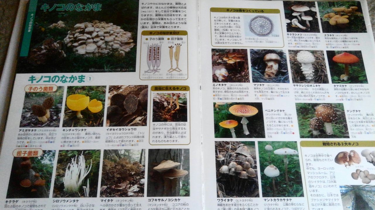 庭のキノコ あらいデイリー