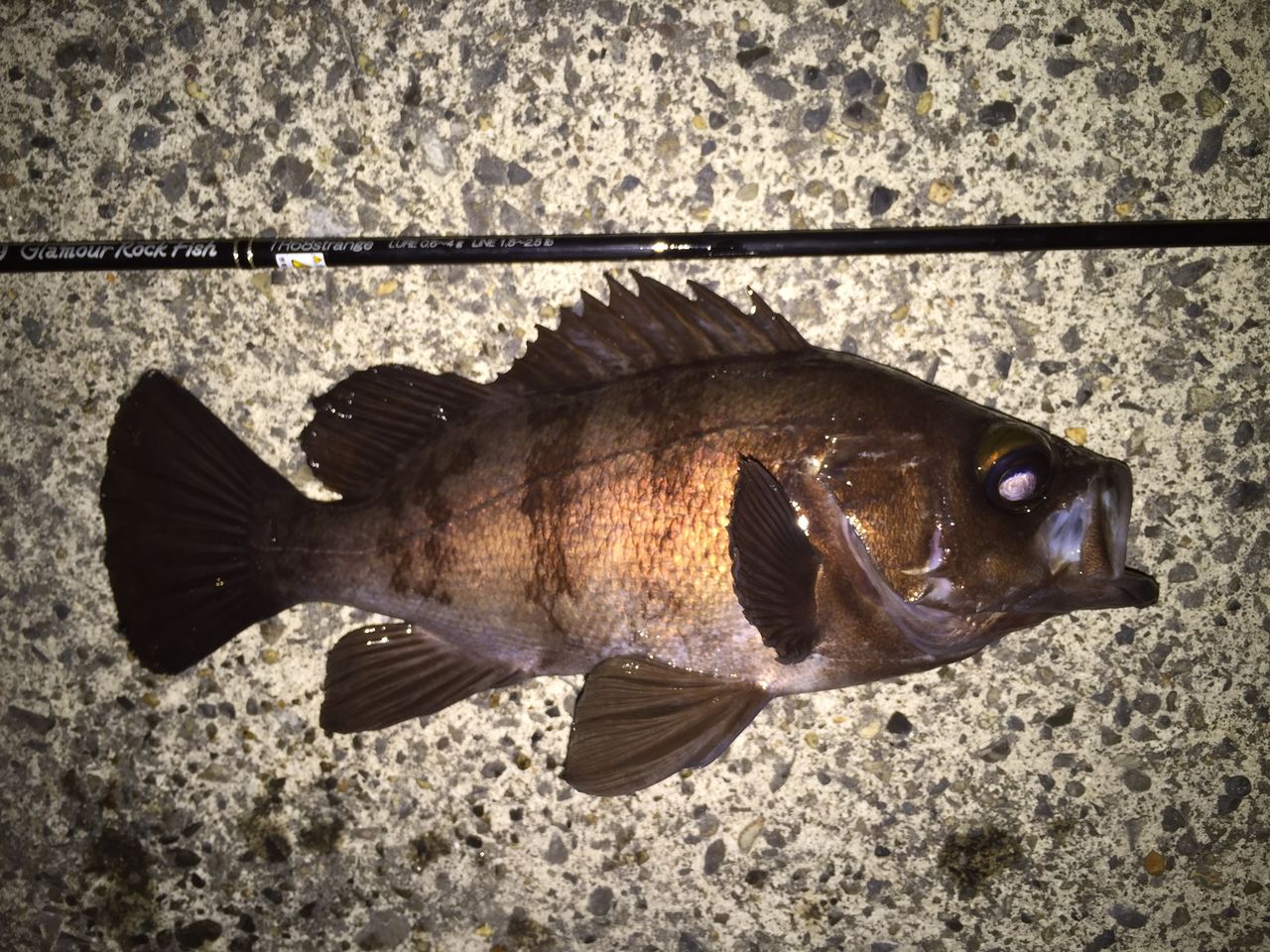小魚 魚と話せるようになりたい