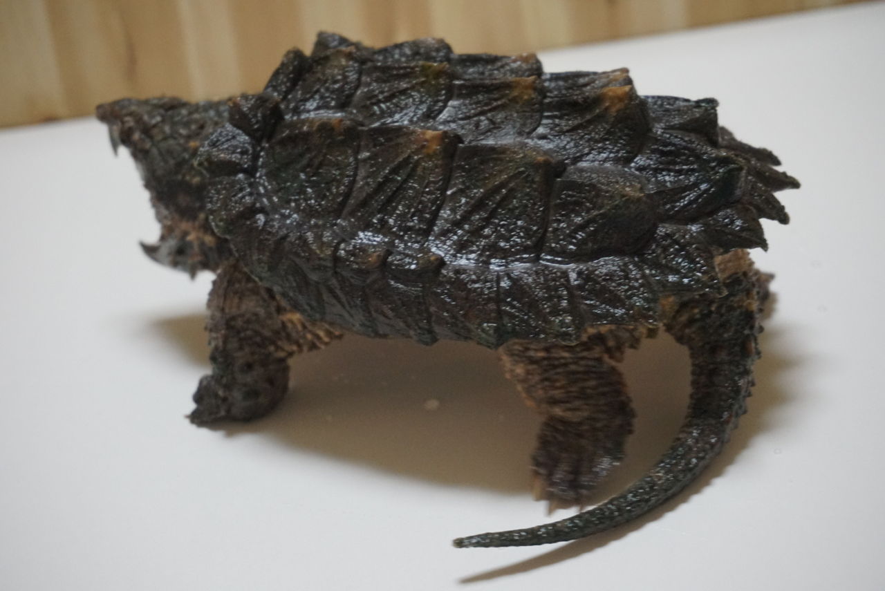 ワニガメ 販売 オーナーズフィッシュ ワニガメ 販売 オーナーズフィッシュ