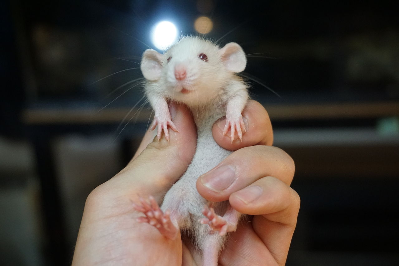 ファンシーラット 離乳完了 T 1 Animal