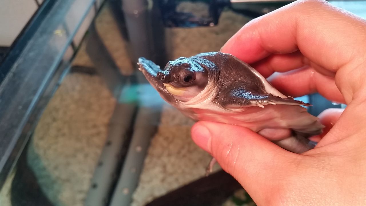 スッポンモドキ ベビー T 1 Animal スッポンモドキ ベビー T 1 Animal