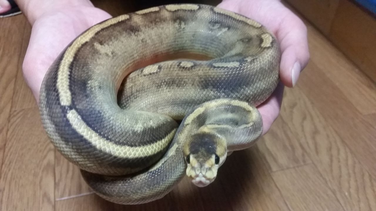 ボールパイソン シャンパン T 1 Animal ボールパイソン シャンパン T 1 Animal