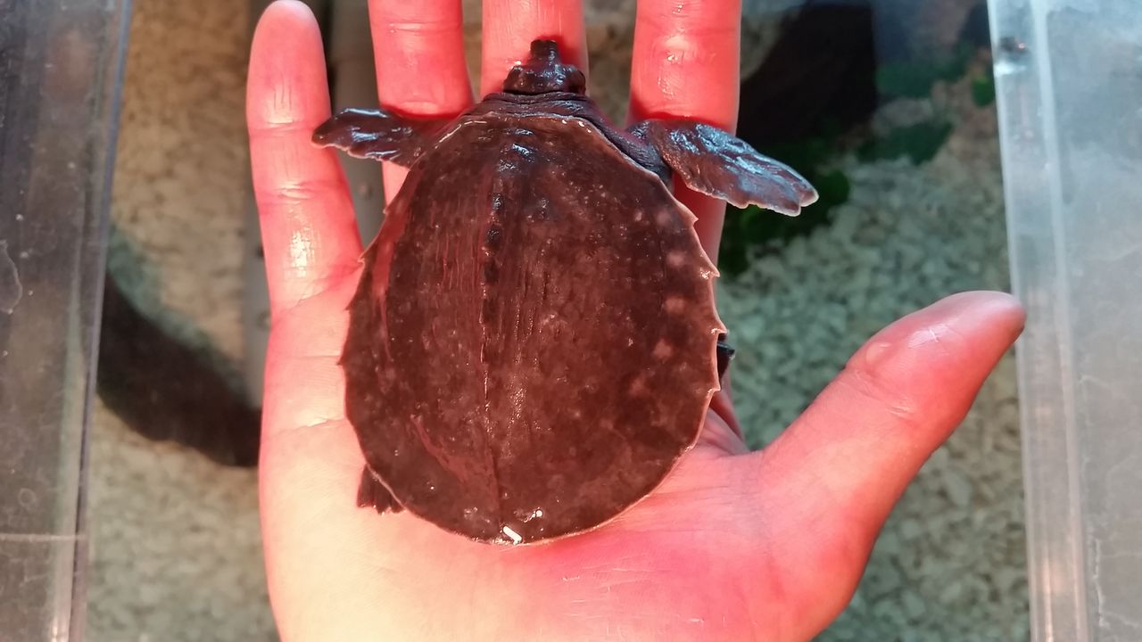 スッポンモドキ ベビー T 1 Animal スッポンモドキ ベビー T 1 Animal
