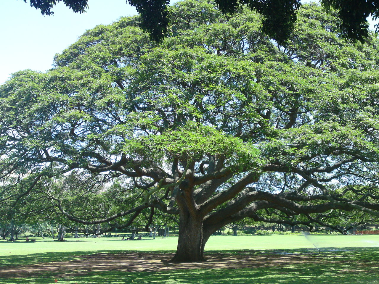 旅の思い出写真 ハワイのモンキーポッド 臆病者の世界見聞録