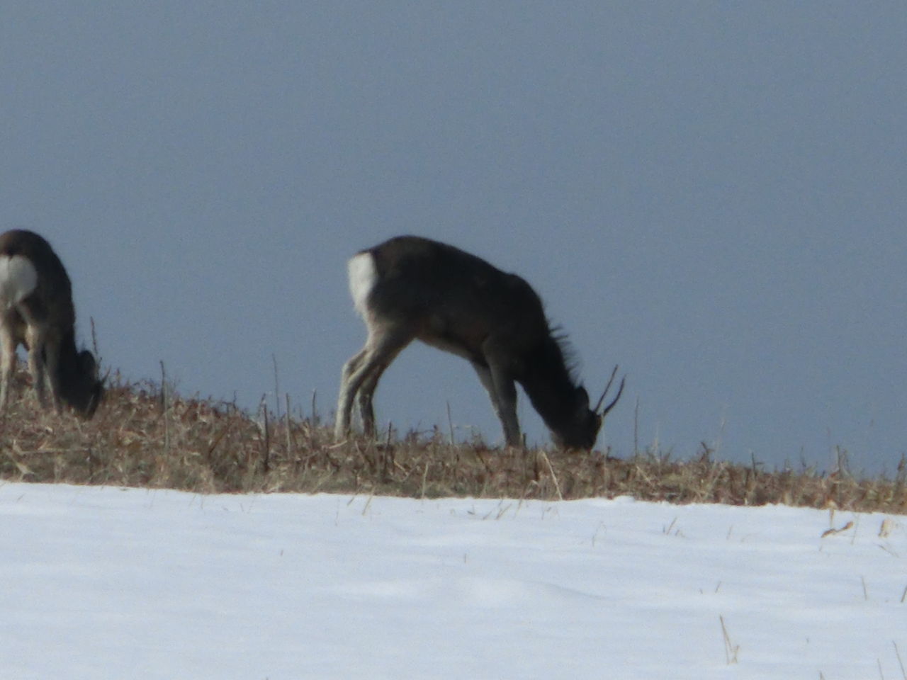 Gw北海道旅行記14 知床自然センターとフレペの滝遊歩道 臆病者の世界見聞録