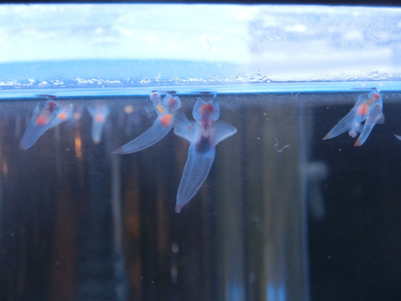 Gw北海道旅行記16 知床グランドホテル北こぶし 臆病者の世界見聞録