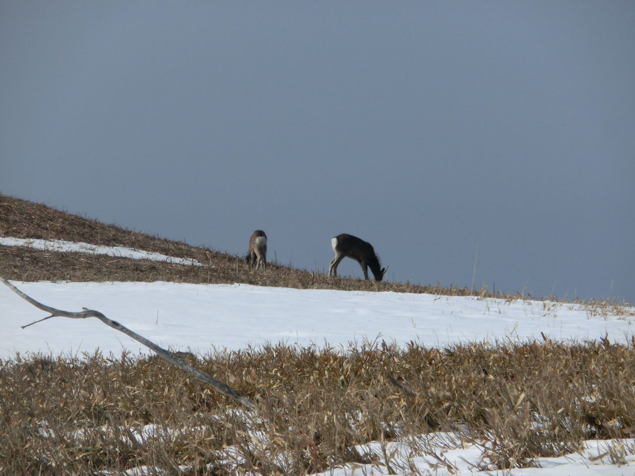 Gw北海道旅行記14 知床自然センターとフレペの滝遊歩道 臆病者の世界見聞録