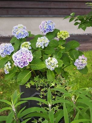 紫陽花 復活 洋裁のアトリエ La Sartoria Libero
