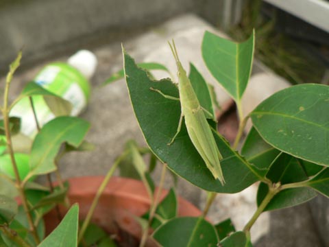 イメージ 1