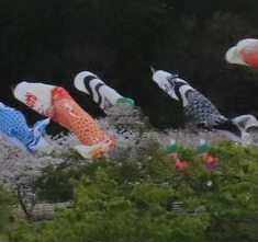 keshimaji_ko258