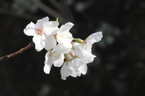 IMG_5658 (中)