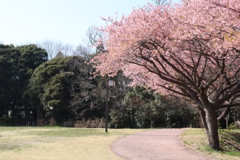 IMG_9253 (中)