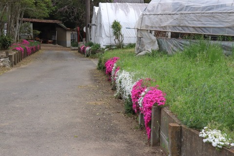 IMG_9992 (中)