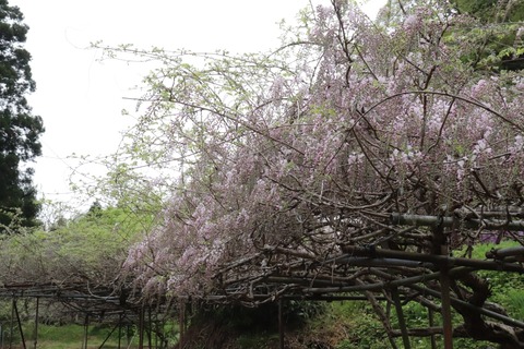 IMG_9989 (中)