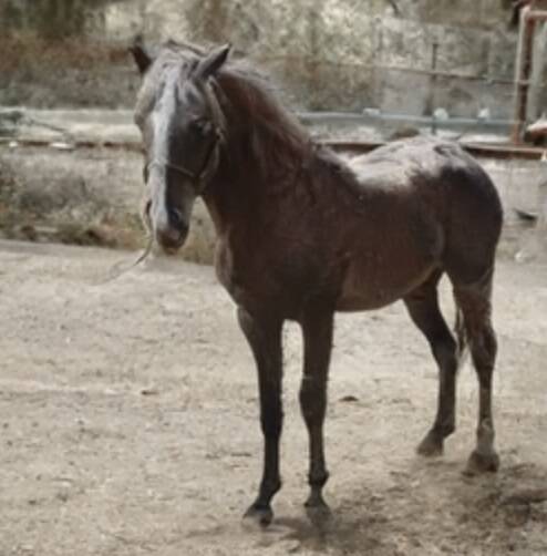 この世に存在しない超リアルな馬の写真をaiが生成するウェブサイト Thishorsedoesnotexist やったぜゲームズ この世に存在しない超リアルな馬の写真をaiが生成するウェブサイト Thishorsedoesnotexist やったぜゲームズ