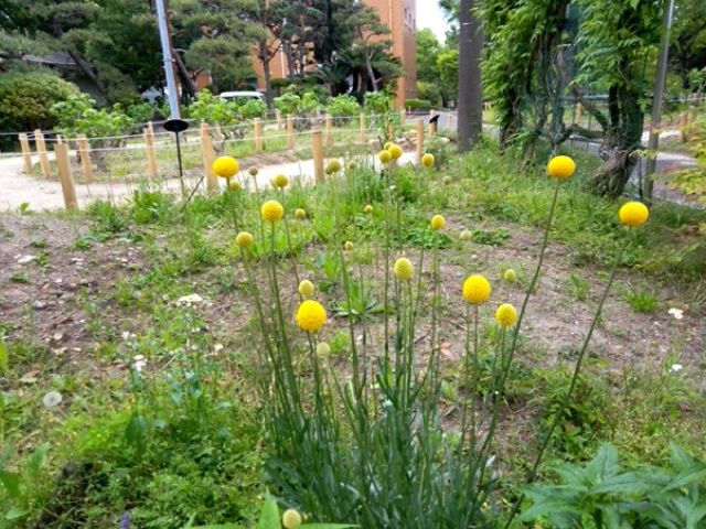 いろんな花 にのきんののんきブログ いろんな花 にのきんののんきブログ