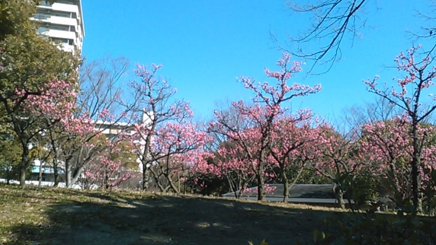 神宮東公園の梅 にのきんののんきブログ