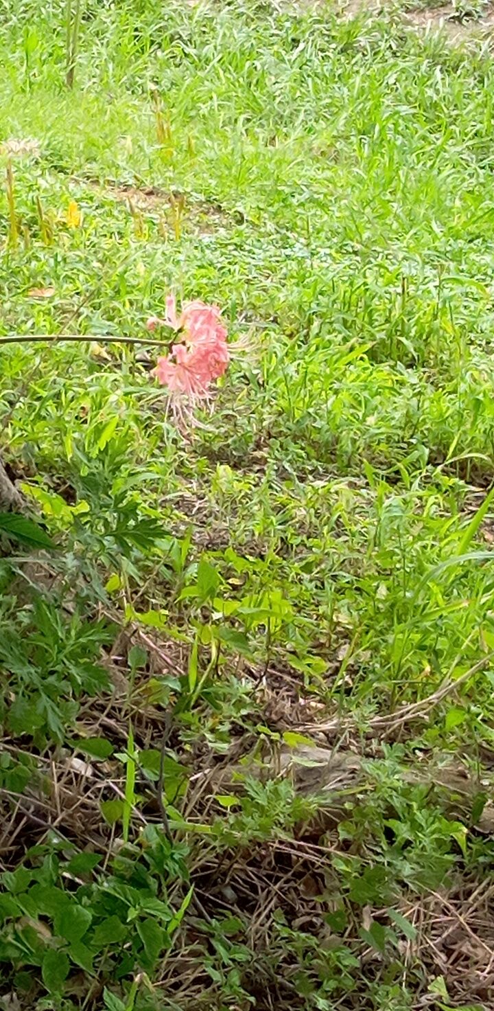 稗田川の彼岸花 にのきんののんきブログ