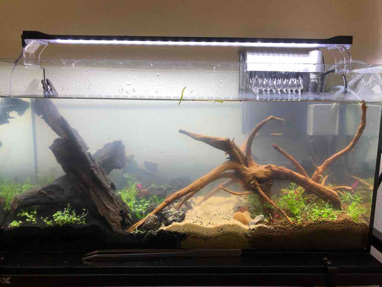 熱帯魚水槽 19 11 イモリと熱帯魚 熱帯魚水槽 19 11 イモリと熱帯魚