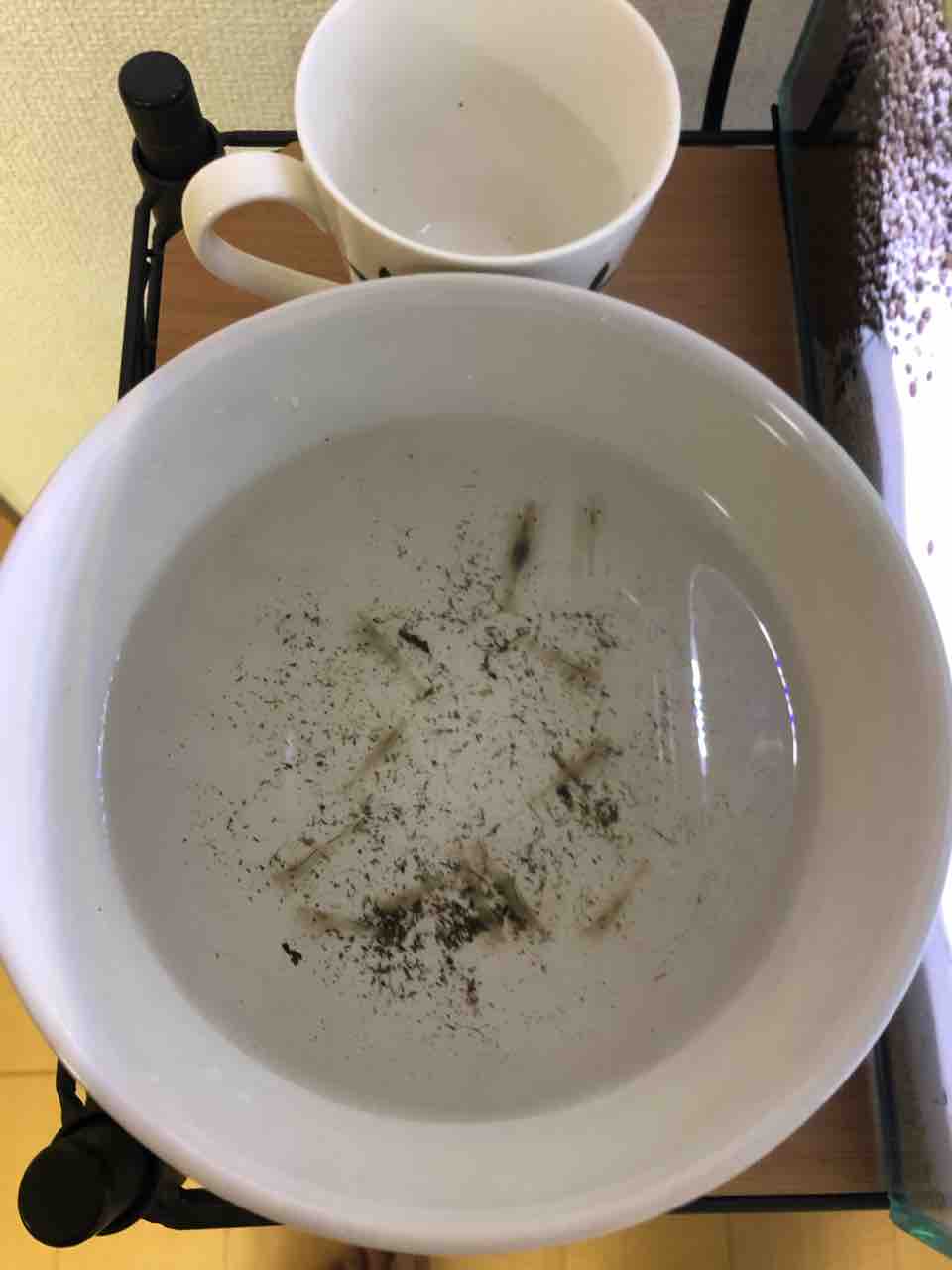 イモリの混泳相手 イモリと熱帯魚 イモリの混泳相手 イモリと熱帯魚