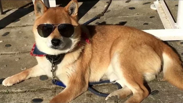 画像 フトスギーヌ 発見される Crただいま速報