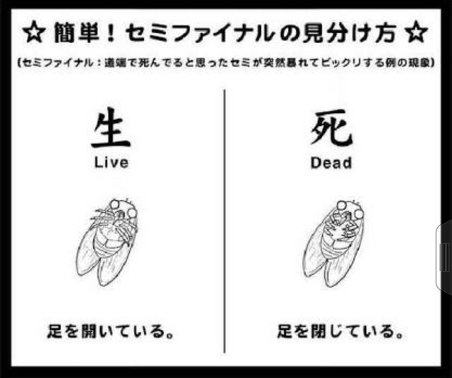 セミファイナル 始まる Crただいま速報 セミファイナル 始まる Crただいま速報