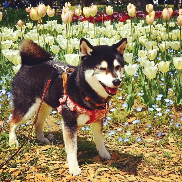 crただいま速報