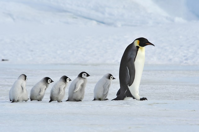 南極 土地余ってます ウイルス来ません ペンギンいます Crただいま速報