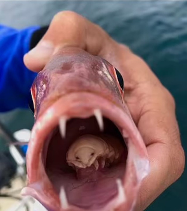 画像 人間のような歯を持つ魚が釣り上げられる Crただいま速報