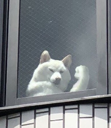 画像 ガッツポーズ犬 みつかる Crただいま速報