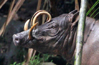 バビルサとかいう自分のツノが頭に刺さって死ぬ動物wwwwwww Crただいま速報 バビルサとかいう自分のツノが頭に刺さって死ぬ動物wwwwwww Crただいま速報