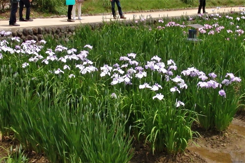 吹上菖蒲園3 3 感じたまま 吹上菖蒲園3 3 感じたまま