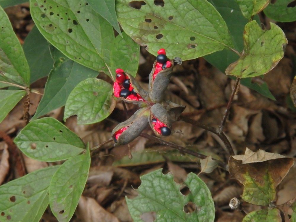 赤城自然園３ ３ 感じたまま