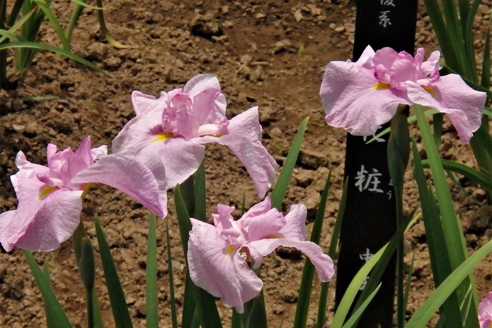 吹上菖蒲園3 3 感じたまま 吹上菖蒲園3 3 感じたまま